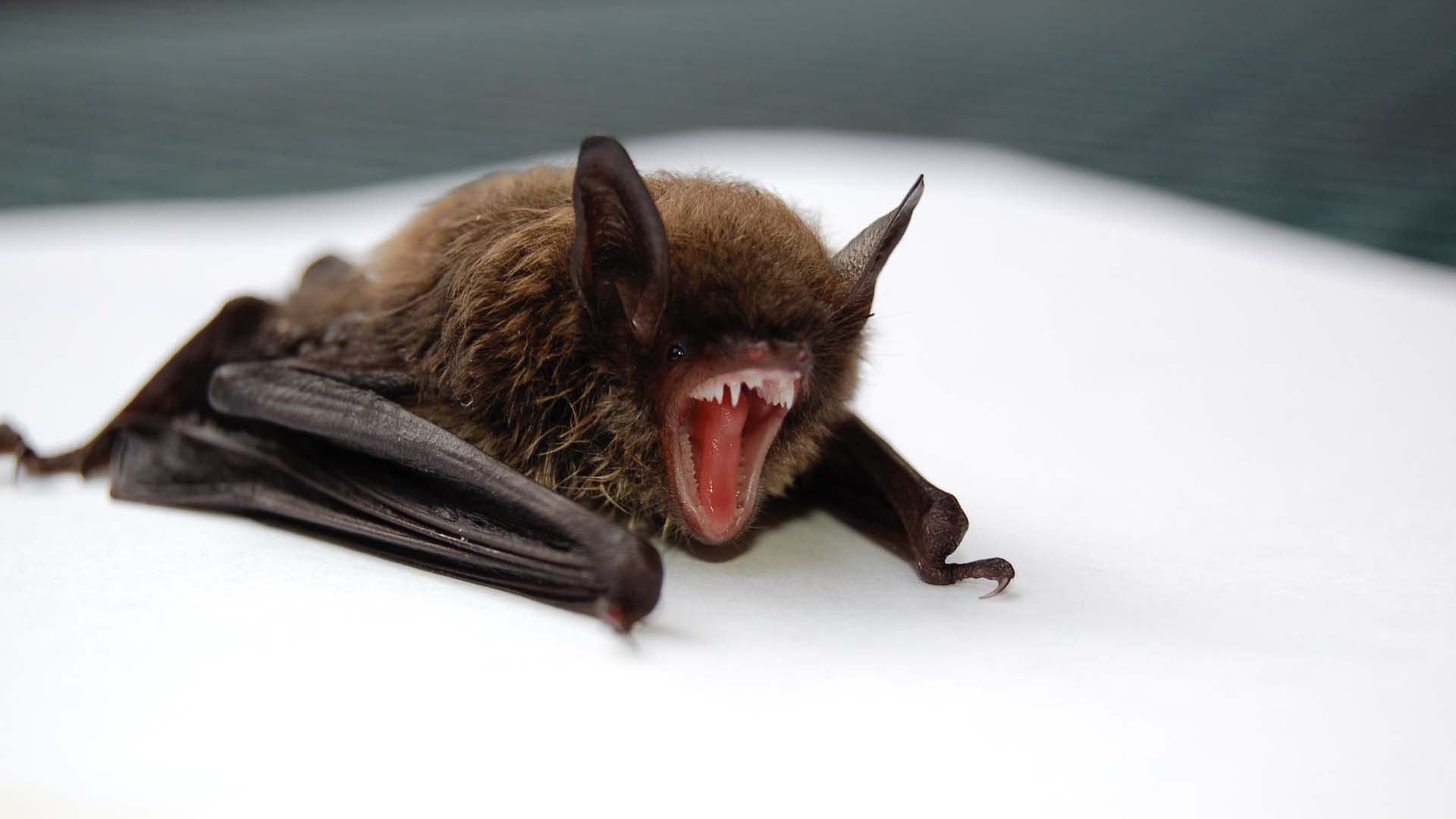 mengatasi kelelawar di rumah