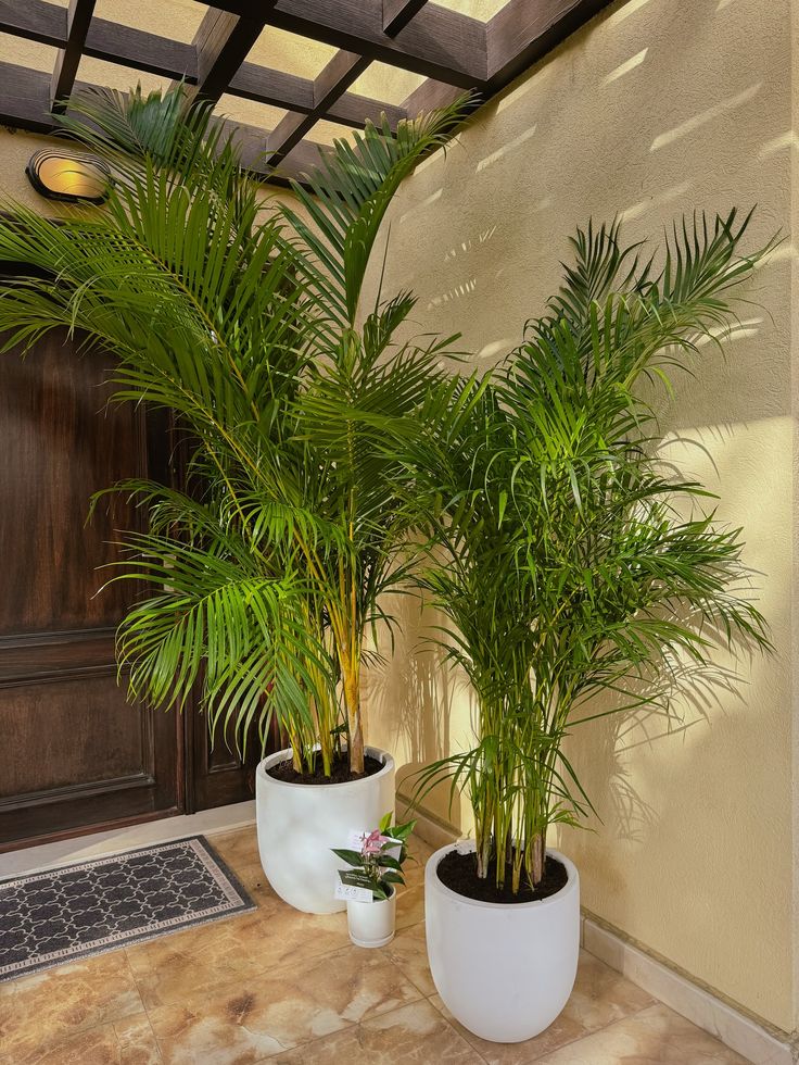 rekomendasi-tanaman-untuk-rumah