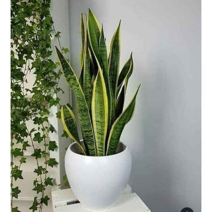 rekomendasi-tanaman-untuk-rumah