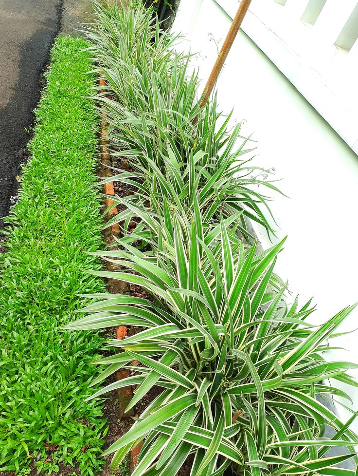 rekomendasi-tanaman-untuk-rumah